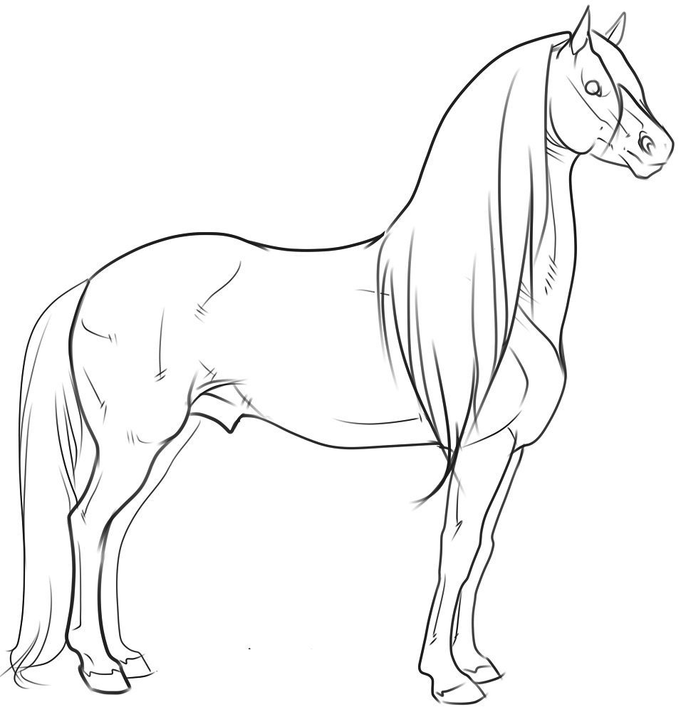 horse faces coloring pages russian warm blood