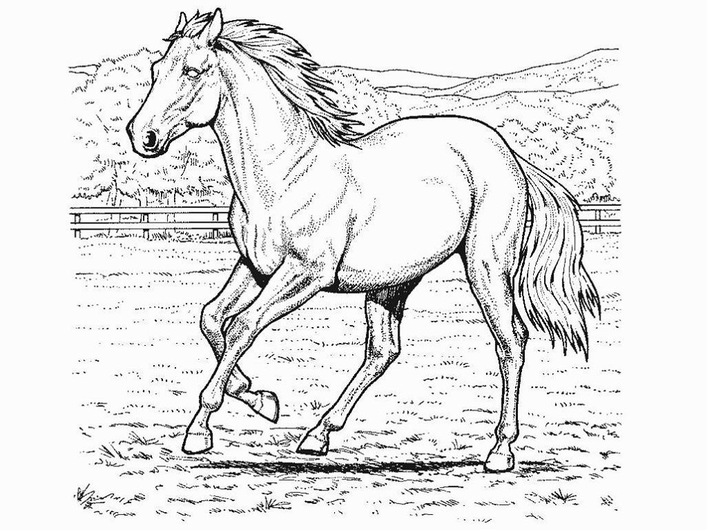 horse grown up coloring pages