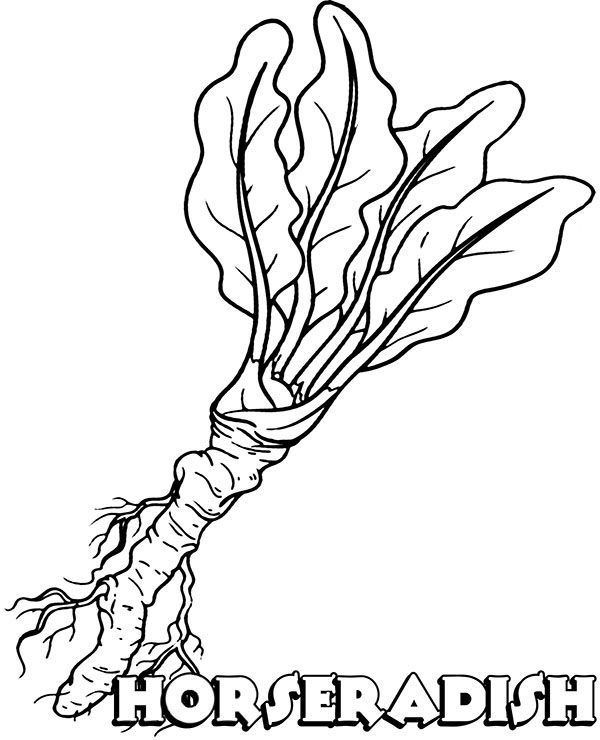 horse radish coloring pages