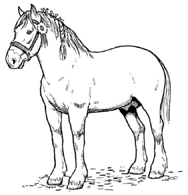 horse with ribbon in mane coloring pages