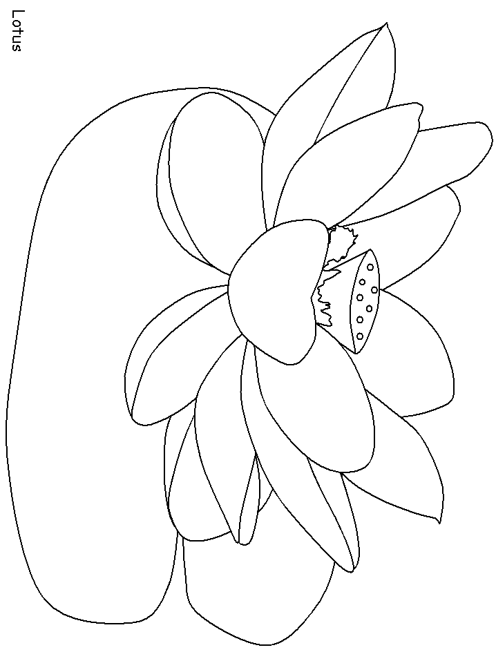 India Lotus Countries Coloring Pages