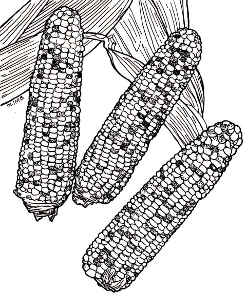 Indian Corn Coloring Page