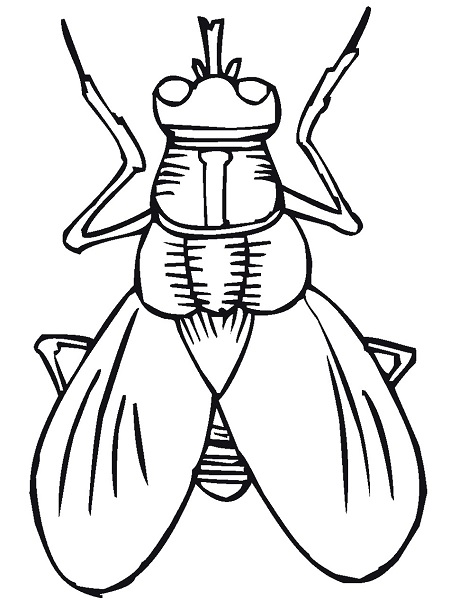 Insect Printable Coloring Pages
