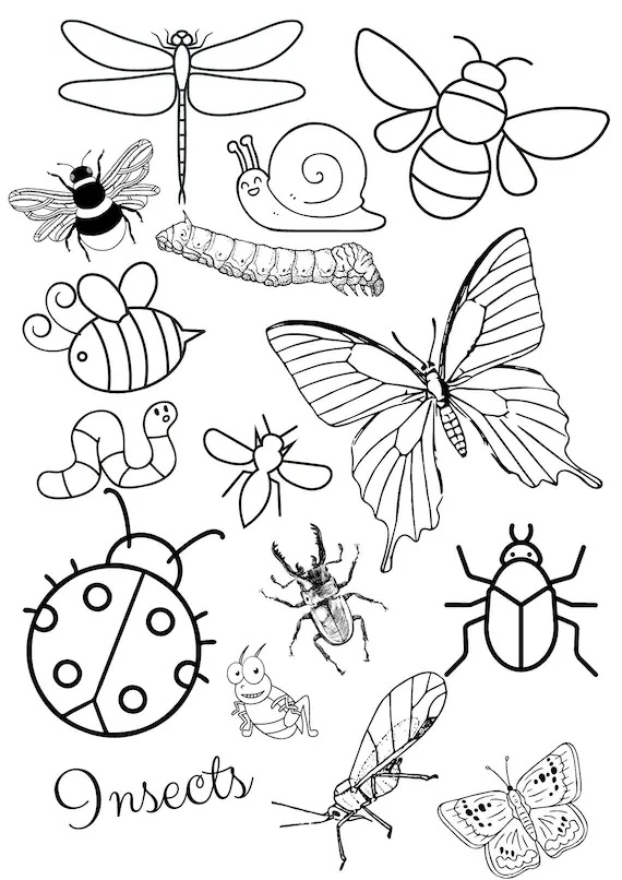 Insects Coloring Pages Free