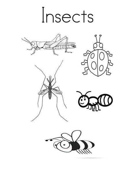 Insects Coloring Pages