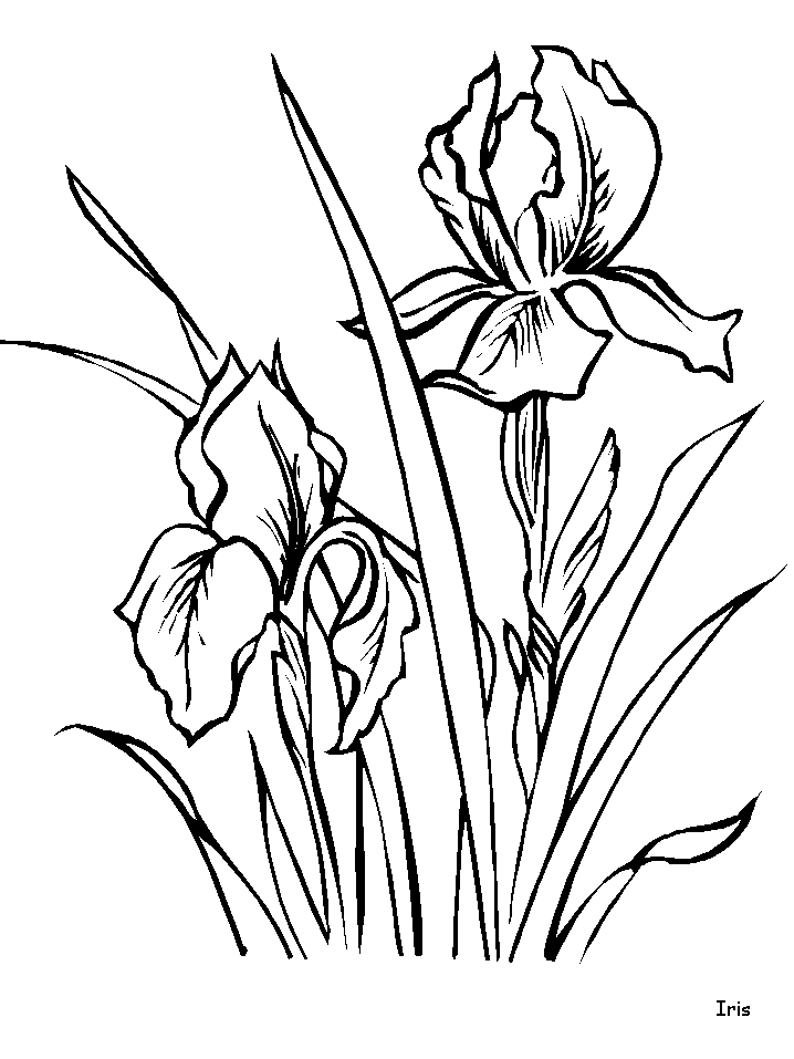 Iris Flowers Coloring Pages