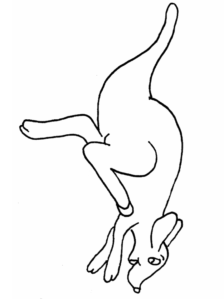 Free Coloring Pages Kangaroo