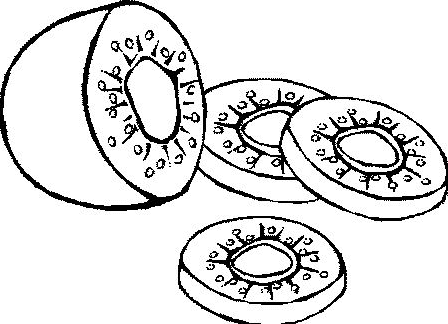 Kiwi Slices coloring page