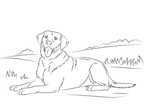 labrador retriever coloring pages