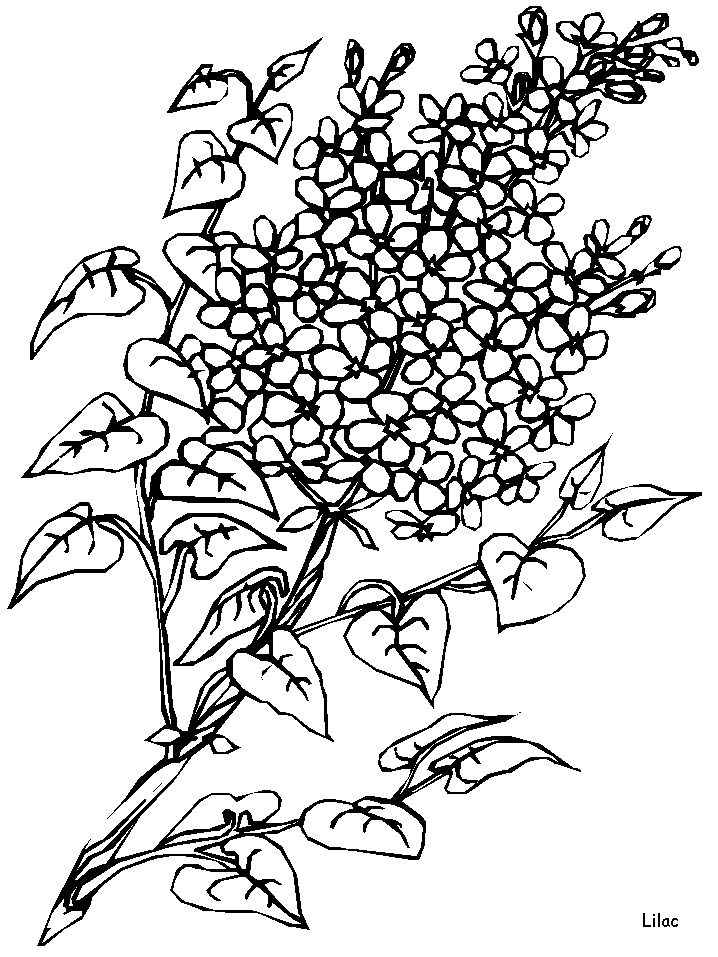 Lilac Flowers Coloring Pages