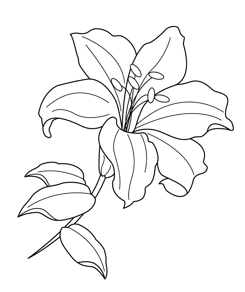 lily flower coloring pages