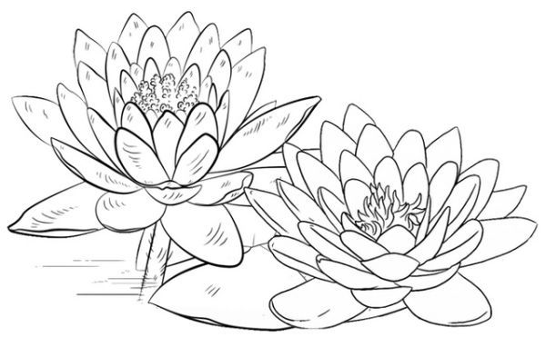 lotus flower coloring pages