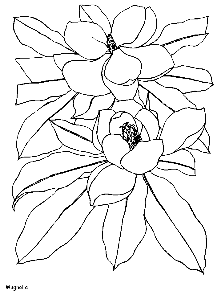 Magnolia Flowers Coloring Pages
