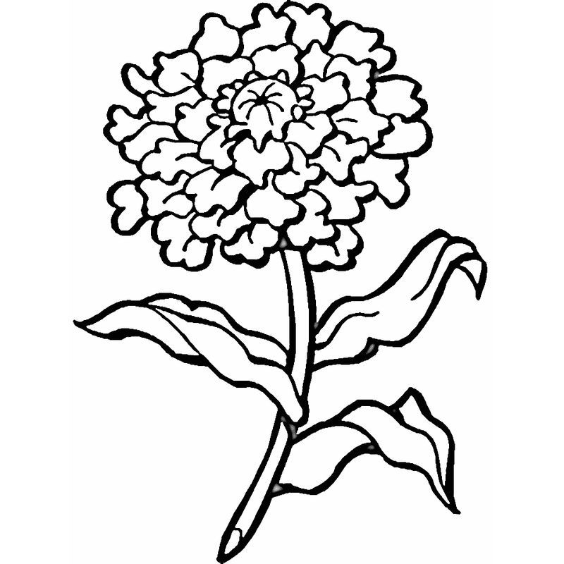 marigold flower coloring pages