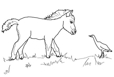 miniature horse coloring pages