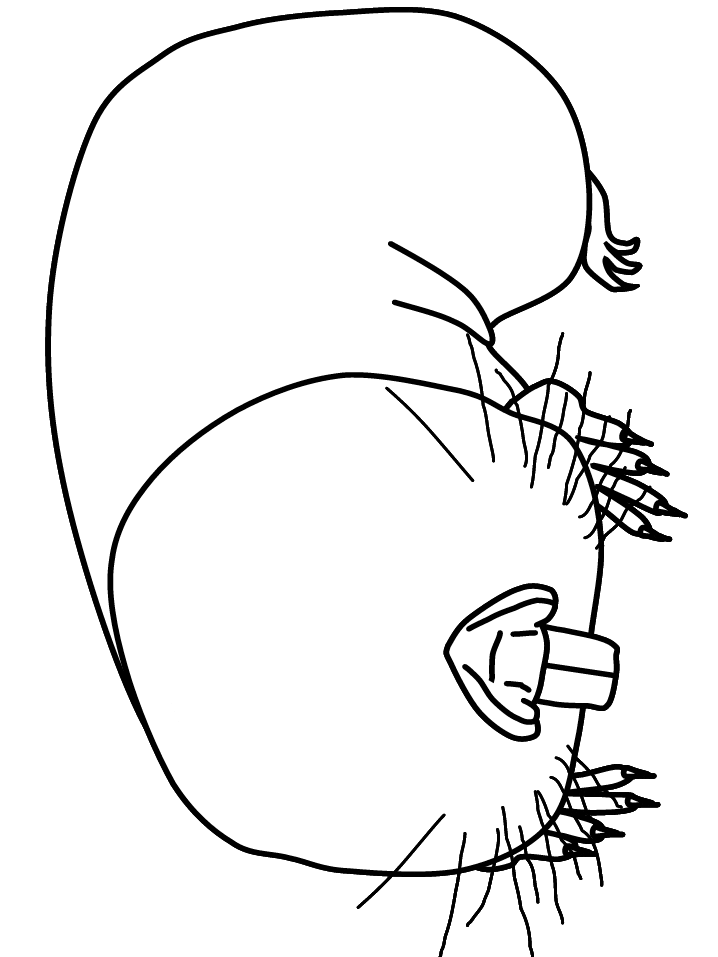 mole Rat Coloring Pages