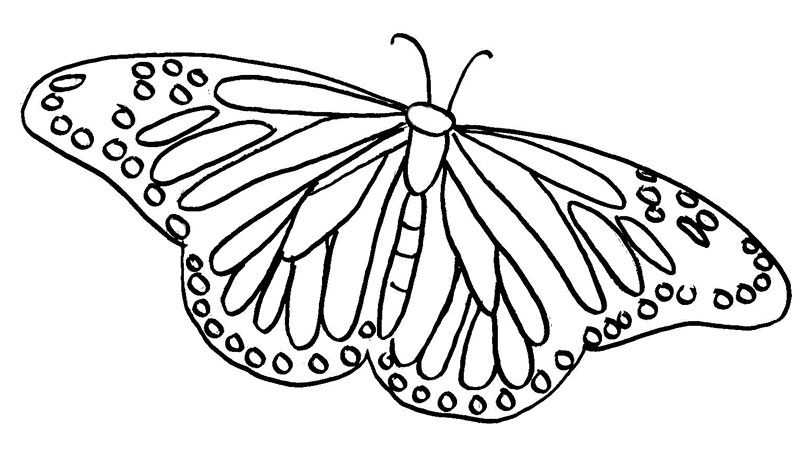 monarch butterfly coloring pages free