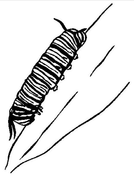Monarch Caterpillar Coloring Page & coloring book. Find your favorite.