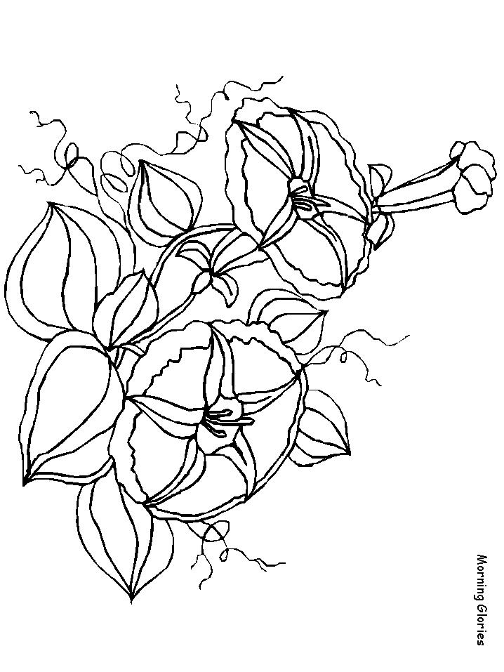 Morningglories Flowers Coloring Pages