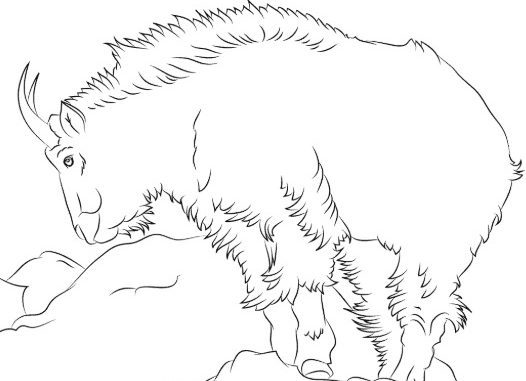 92 Top Coloring Pages Animals Goat Images 92 Top Coloring Pages Animals Goat Images
