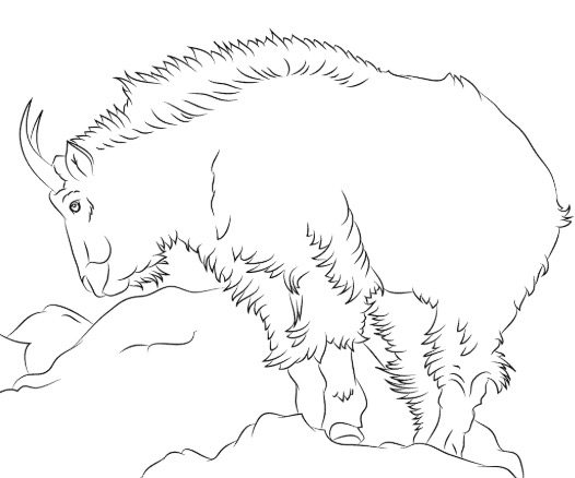 Mountain Goat Coloring Page