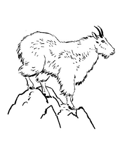 mountain goat coloring page