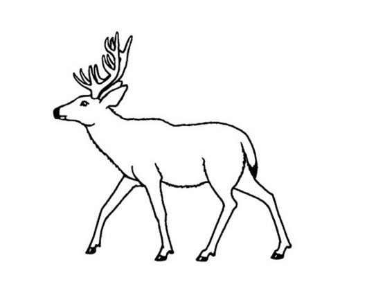 Mule Deer Coloring Page