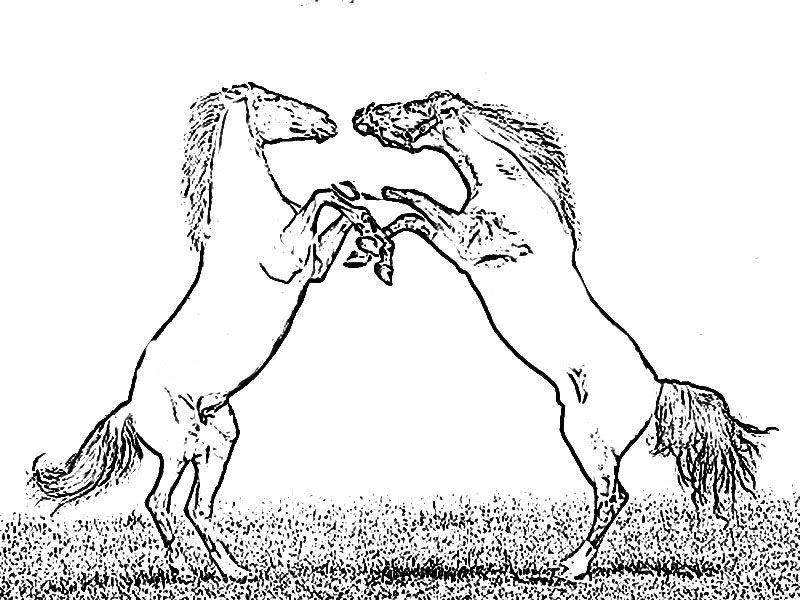 mustang horse fiting a stallion coloring pages