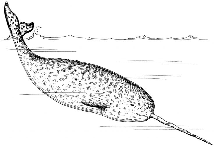 Narwhal Coloring Page