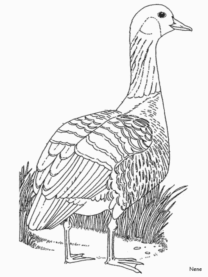 Nene Animals Coloring Pages