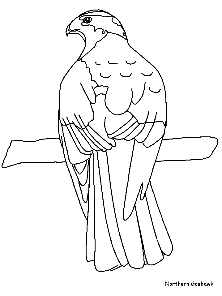 Northerngoshawk Animals Coloring Pages