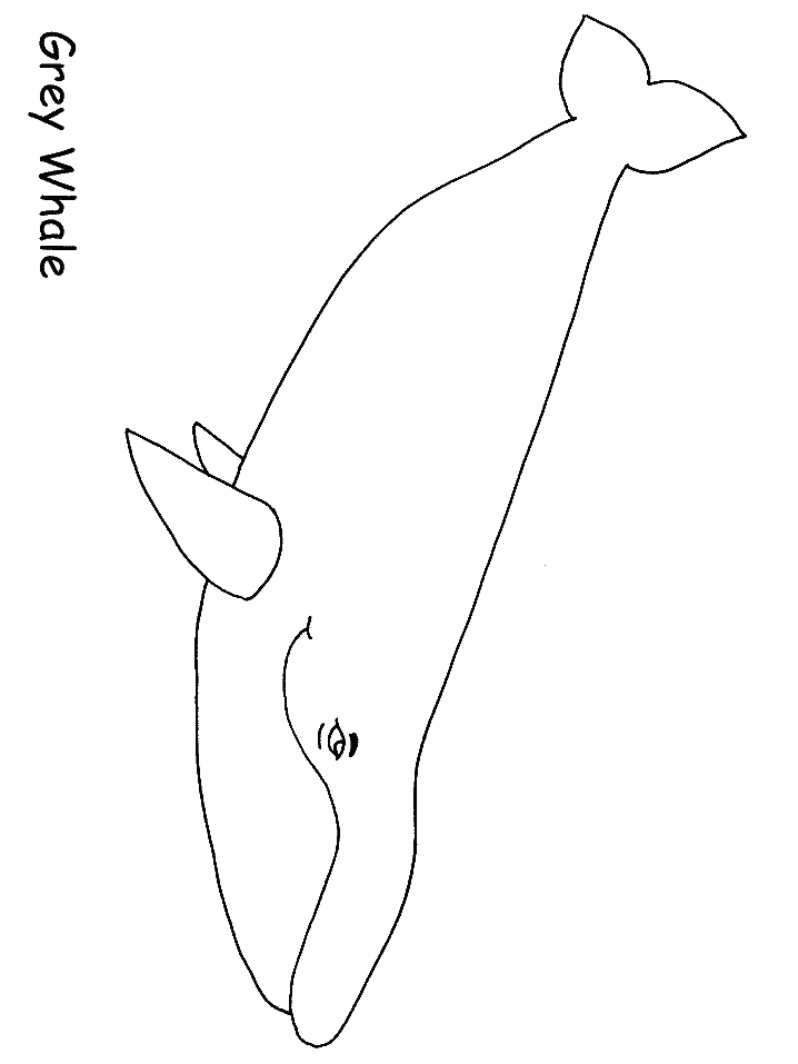 Ocean Greywhale Animals Coloring Pages
