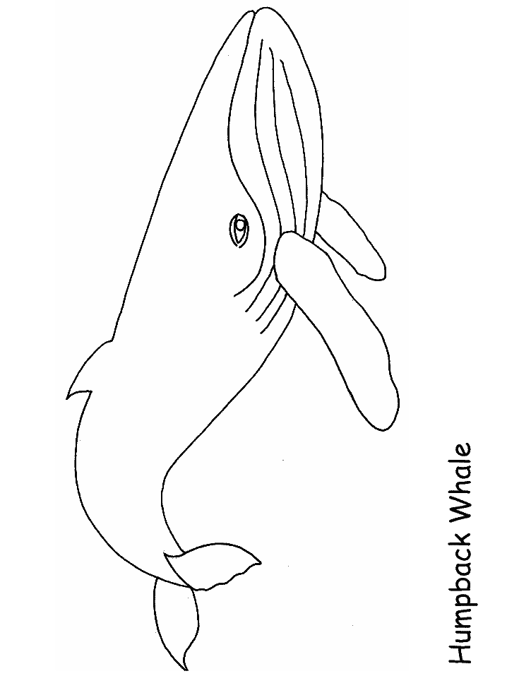 Ocean Humpbackwhale Animals Coloring Pages