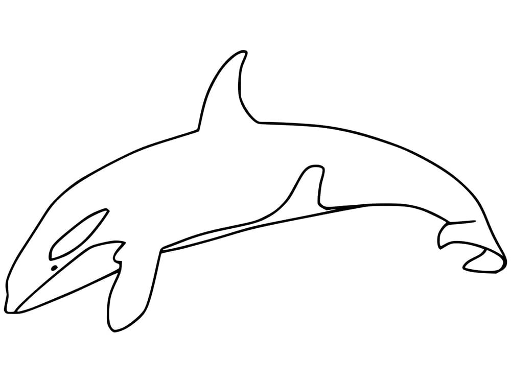 Orca Coloring Page