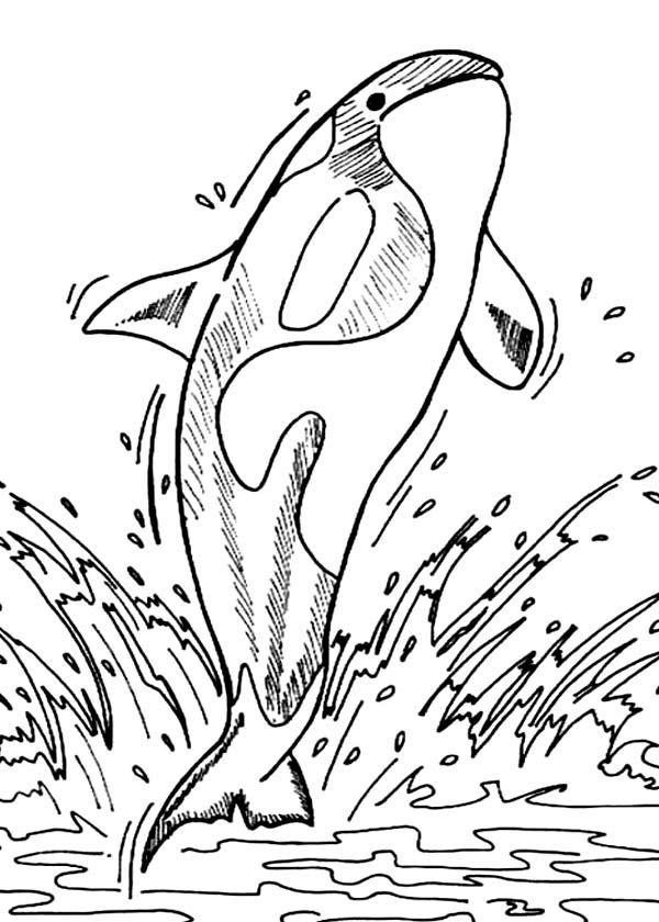 orca in water coloring pages