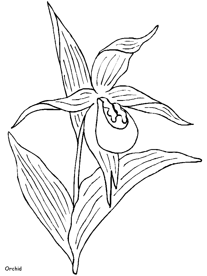 Orchid Flowers Coloring Pages