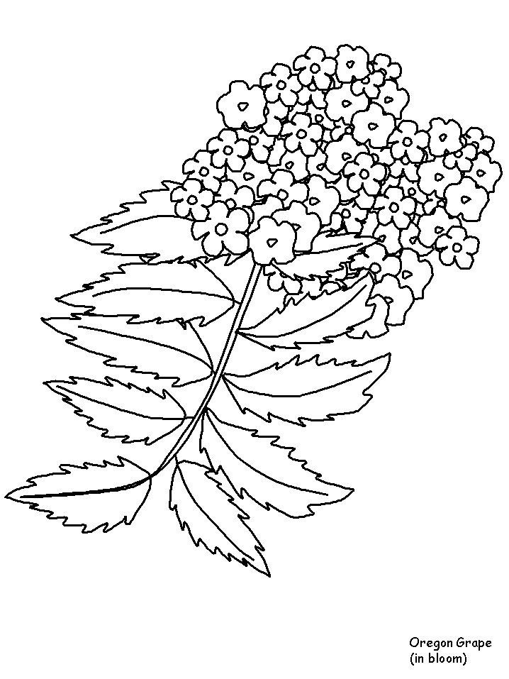 Oregongrape Flowers Coloring Pages