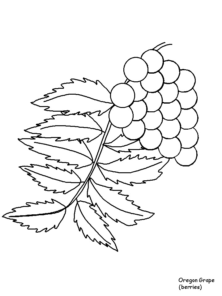 Oregon Grape Coloring Pages