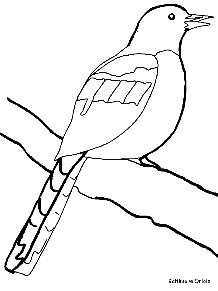 Oriole Bird coloring page