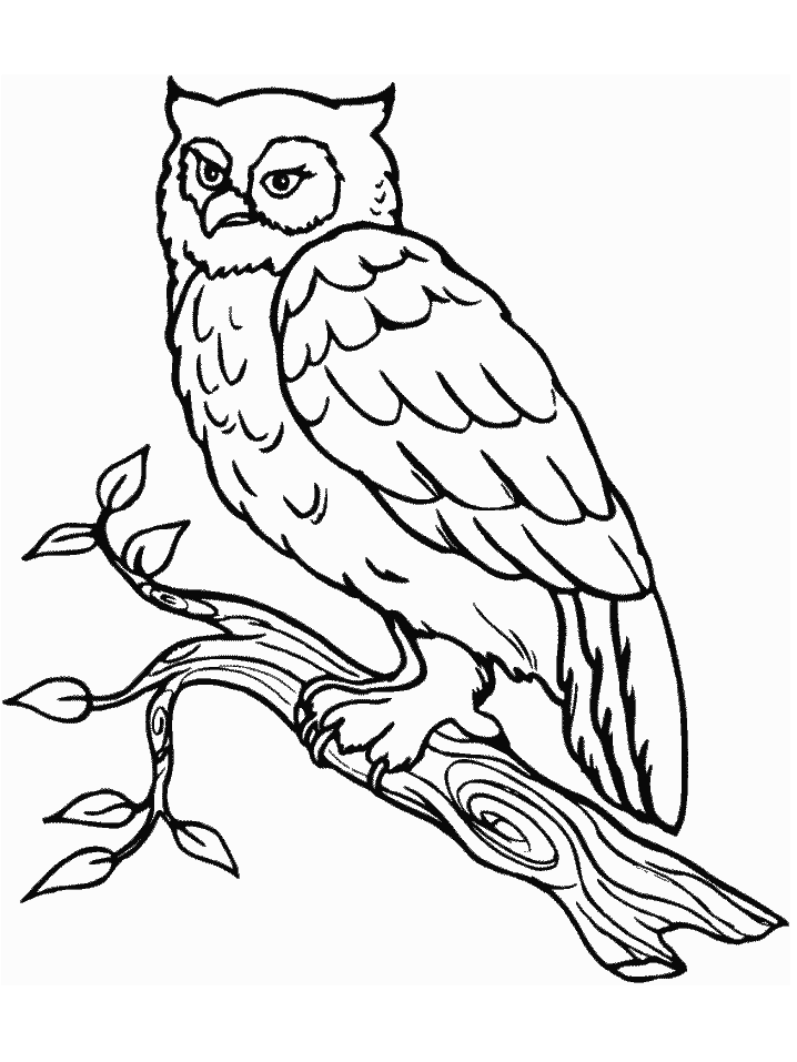 Coloring Pages Owls