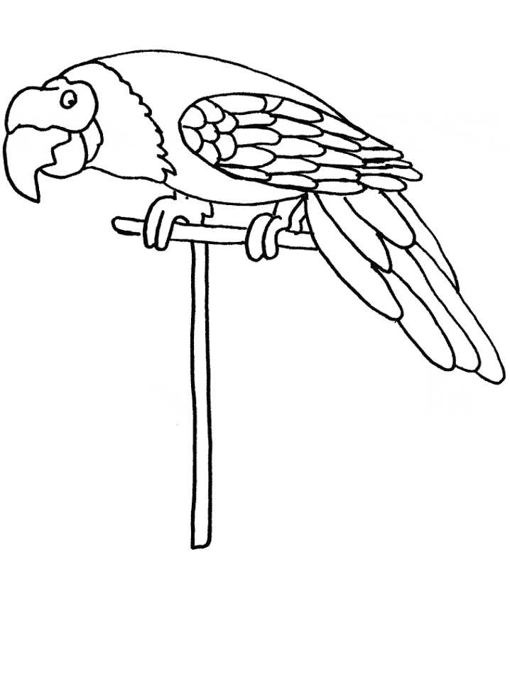 Parrot Coloring Page