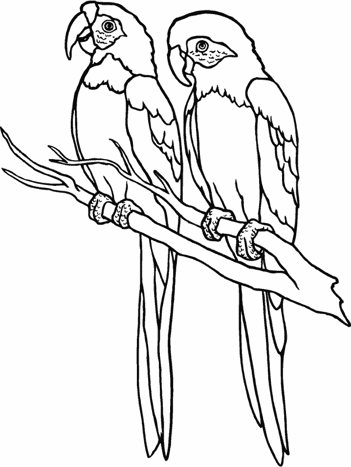 Parrot Coloring Pages