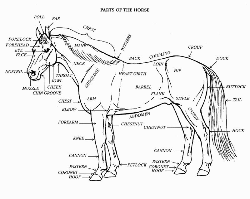 parts of the horse coloring pages