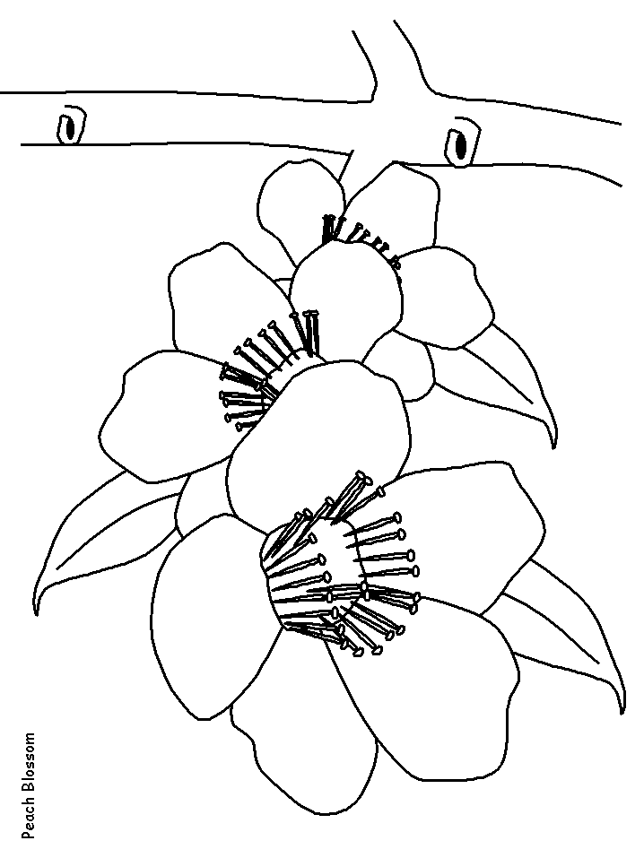 Peachblossom Flowers Coloring Pages