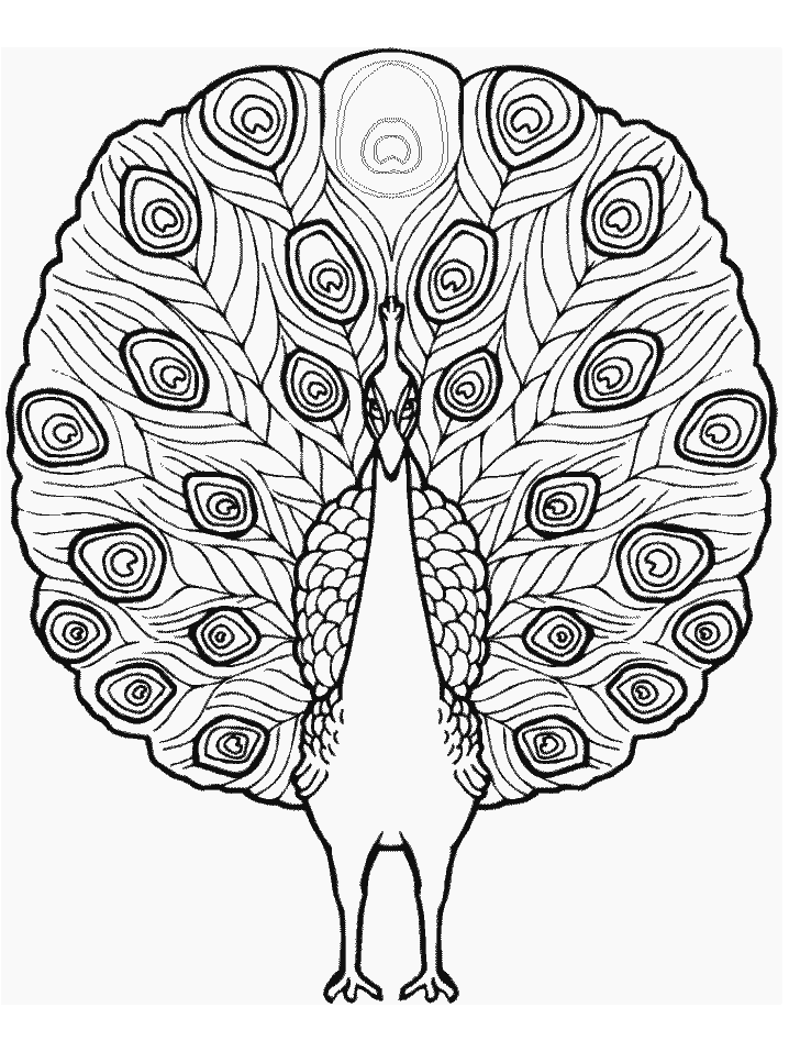 Peacock Animals Coloring Pages