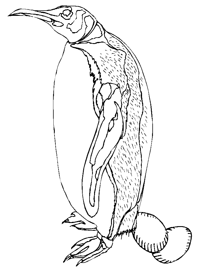 Coloring Page Penguin
