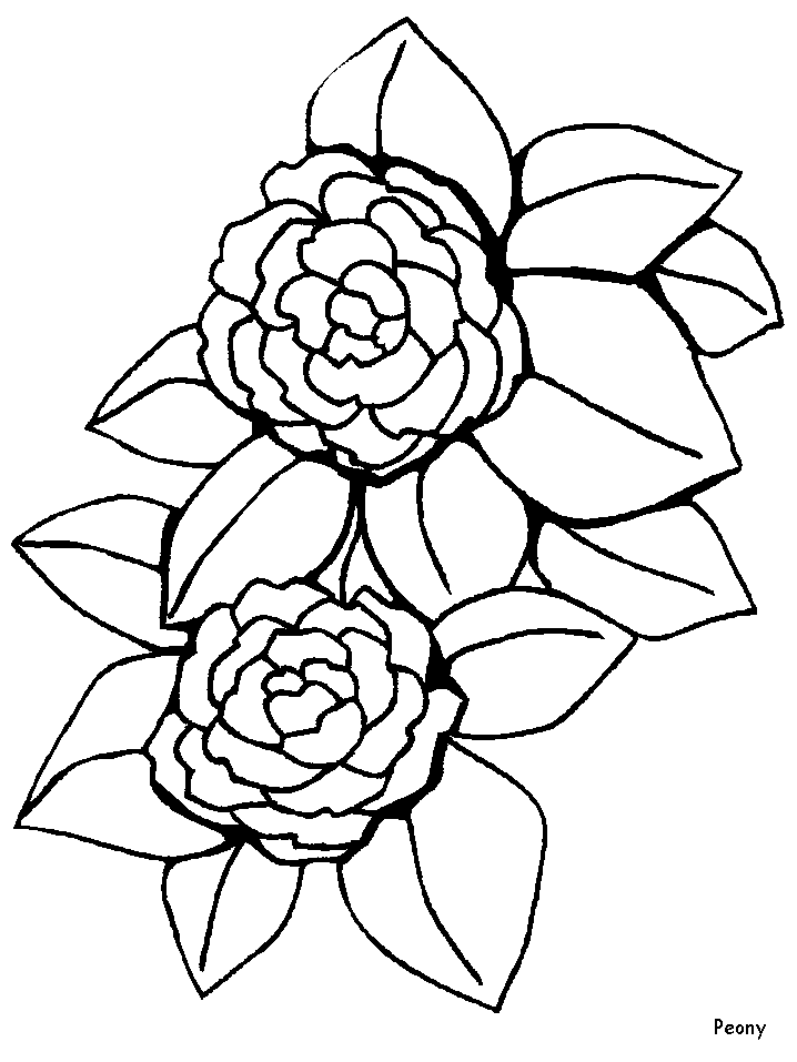 Peony Flowers Coloring Pages