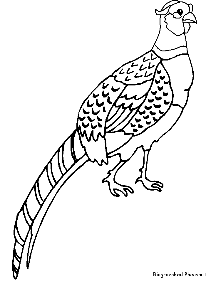 Pheasant coloring page