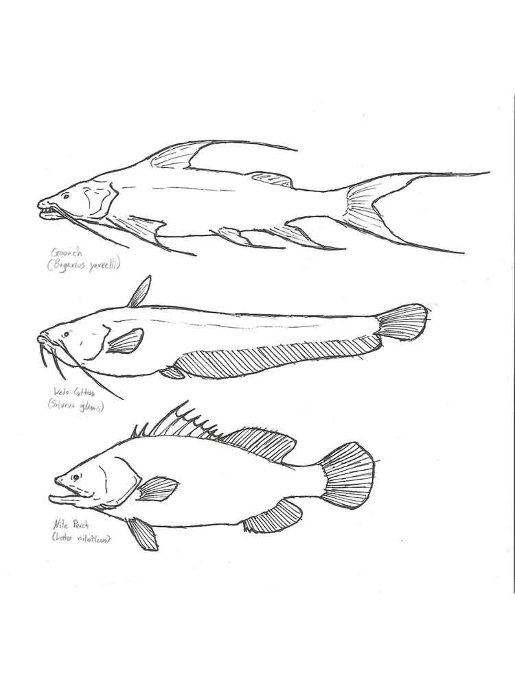 pics of fresh water fish coloring pages