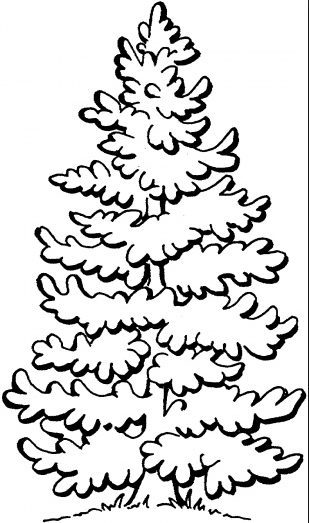 Pine Tree Coloring page